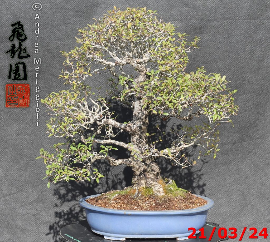 Pyracantha