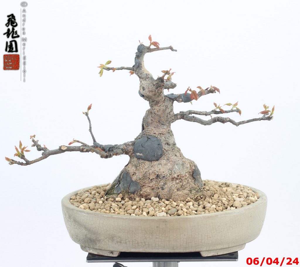 Acer buergerianum shohin