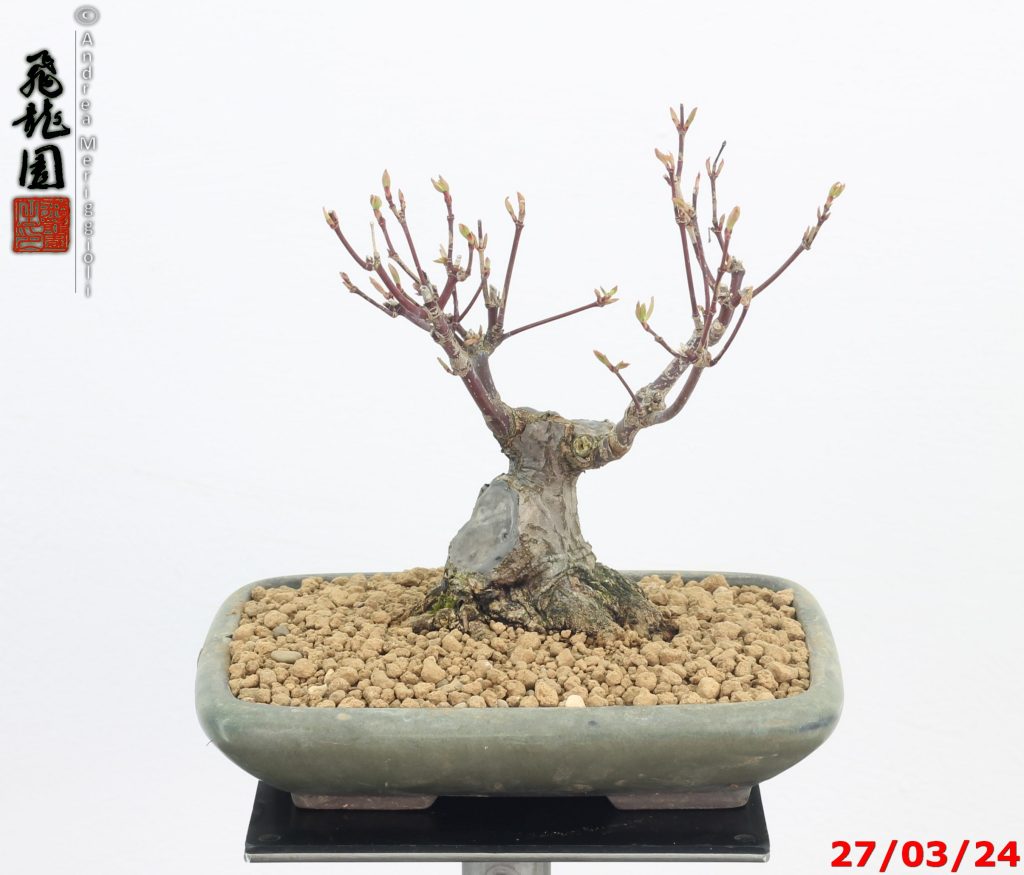 Acer palmatum shohin
