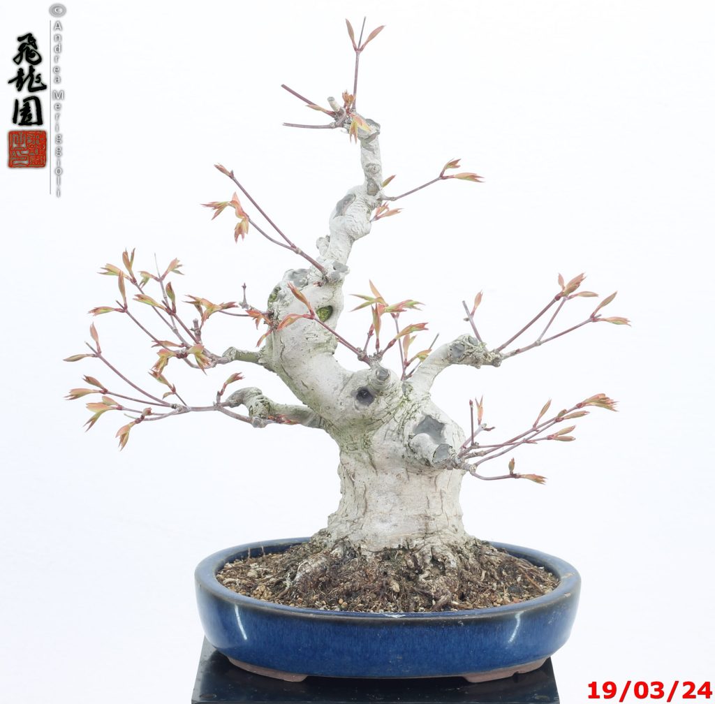 Acer palmatum shohin