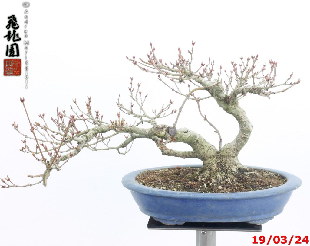 Acer palmatum shohin