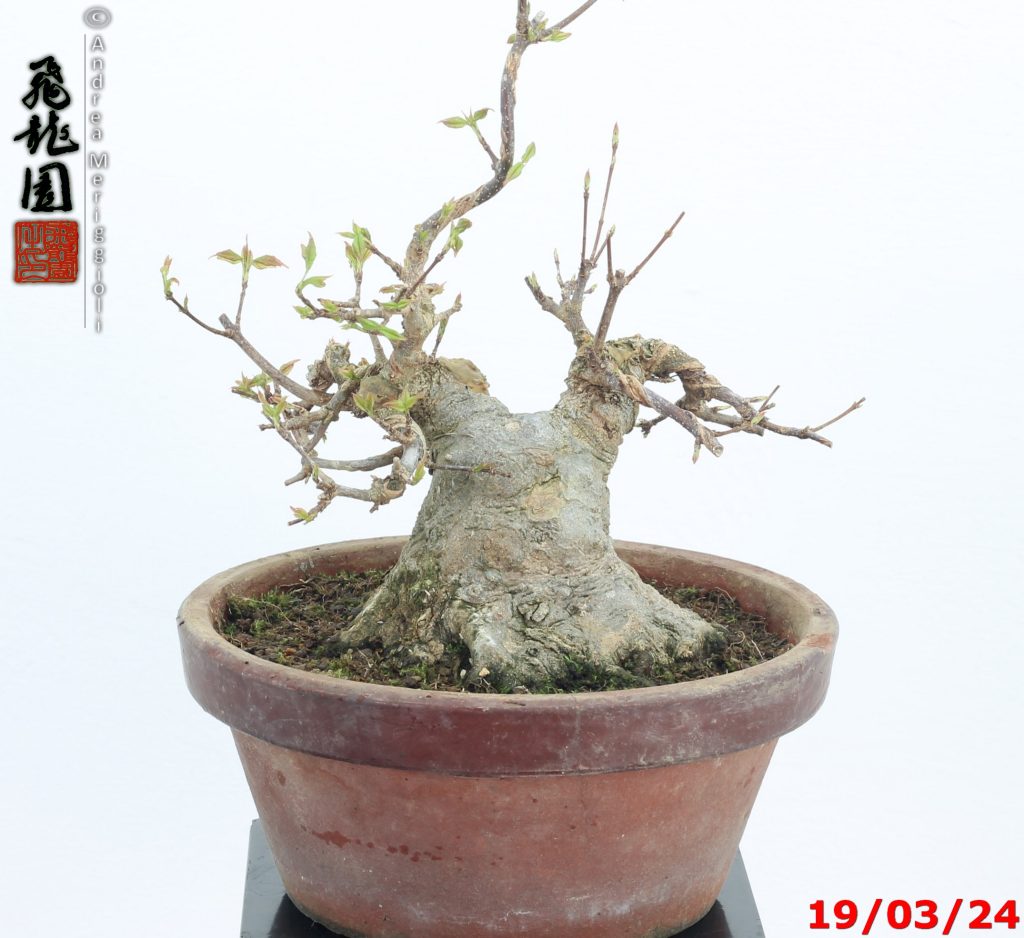Acer buergerianum shohin
