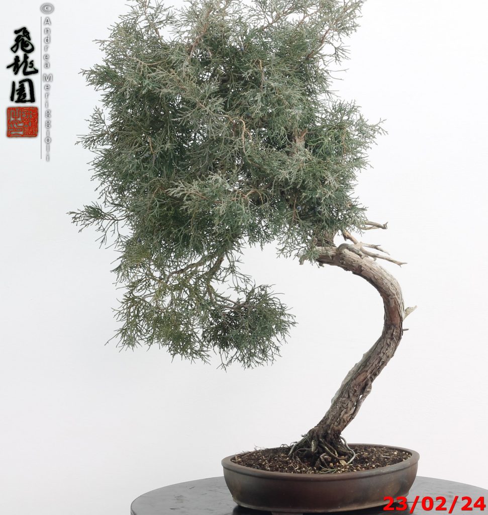 Juniperus