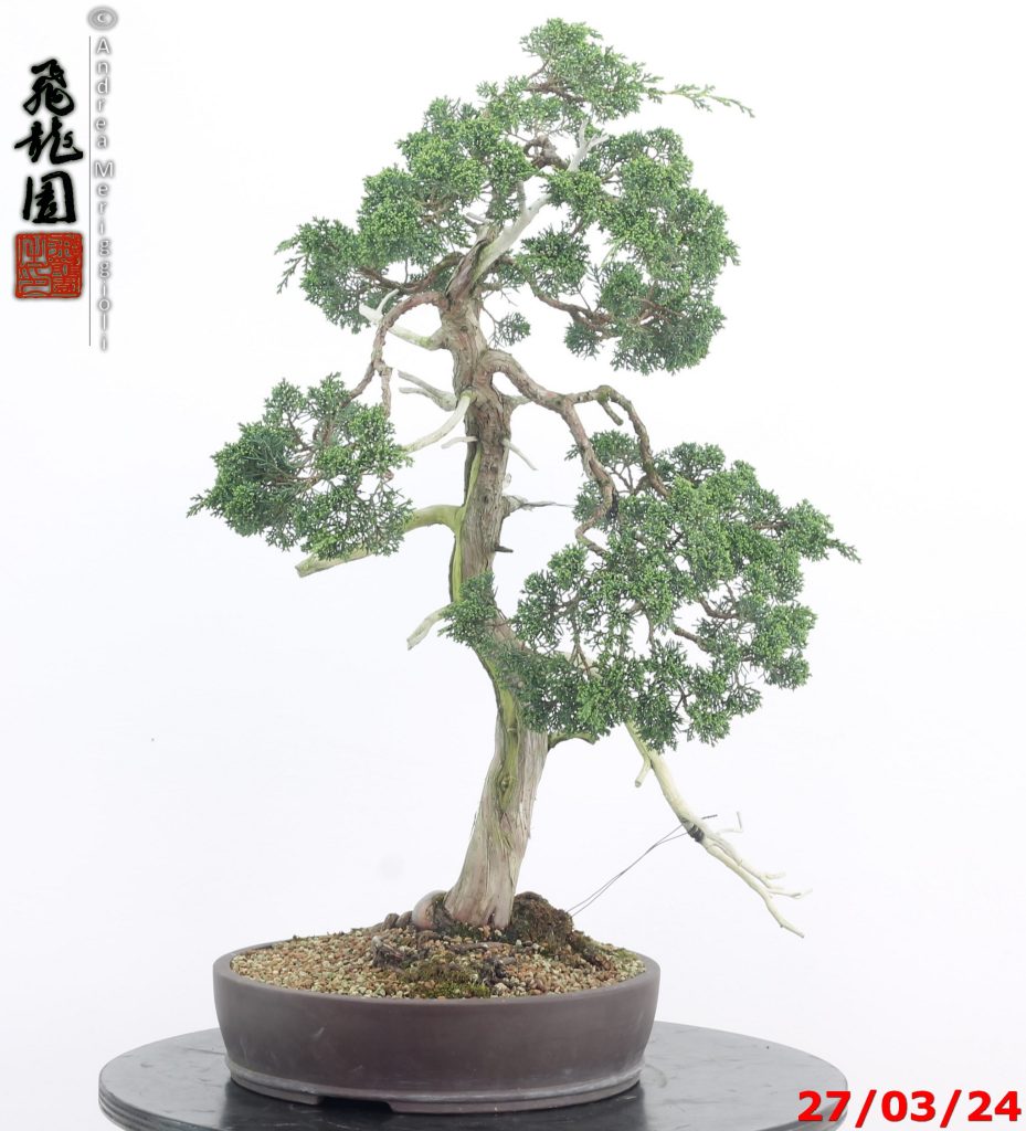 Juniperus kishu