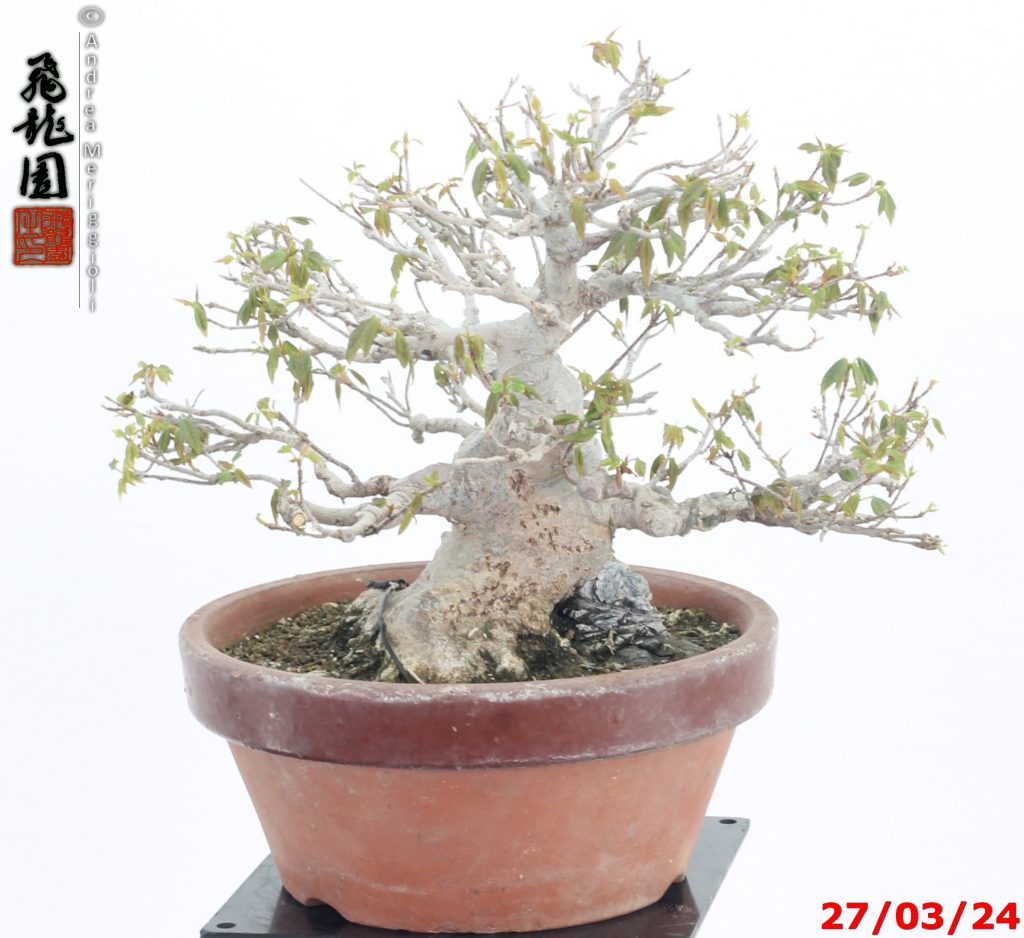Acer buergerianum shohin