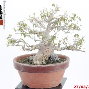 Acer buergerianum shohin