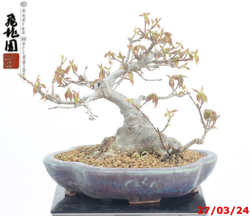 Acer buergerianum shohin