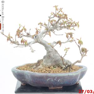 Acer buergerianum shohin