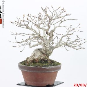 Carpinus turczaninowii shohin