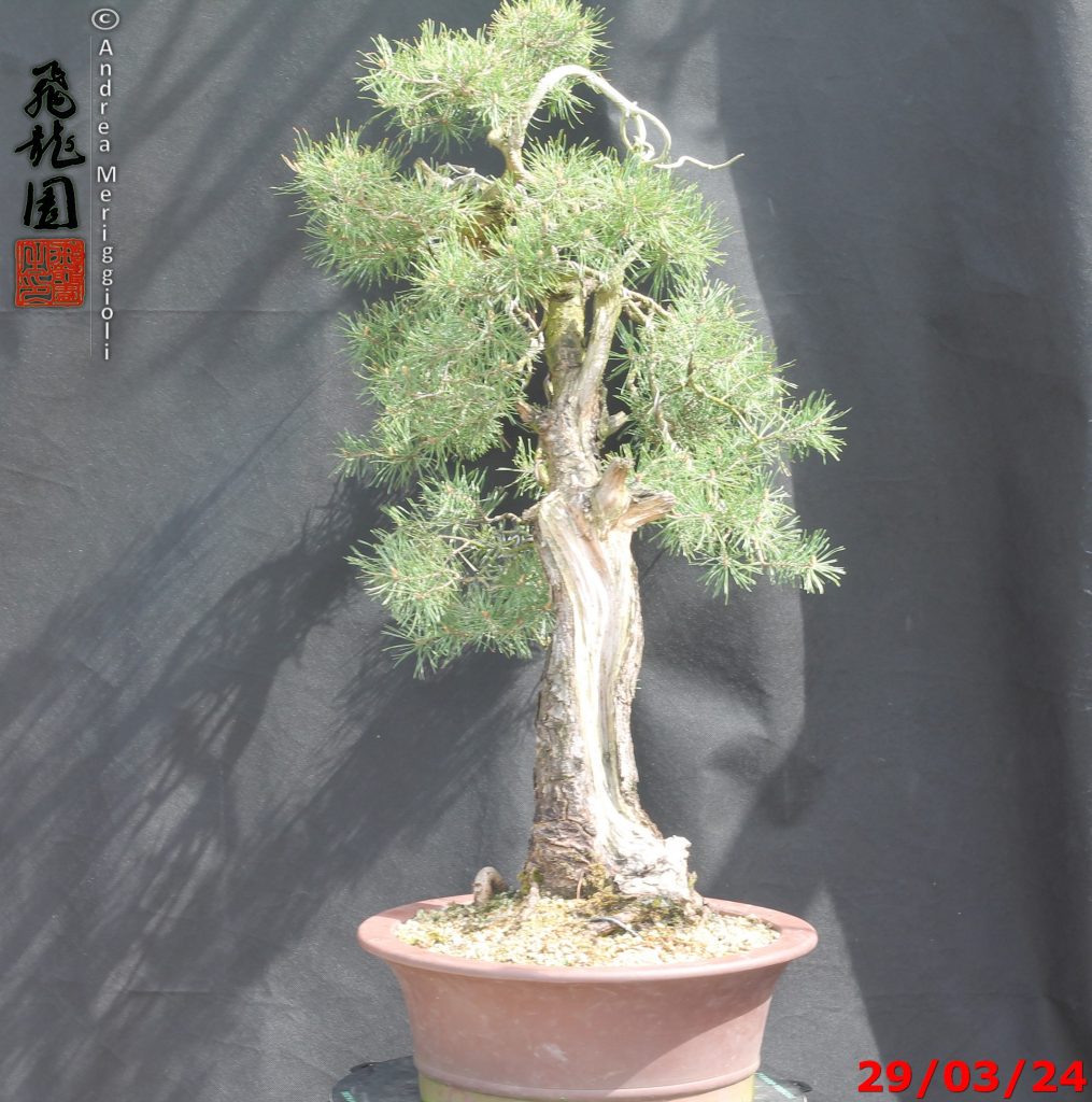 Pinus sylvestris