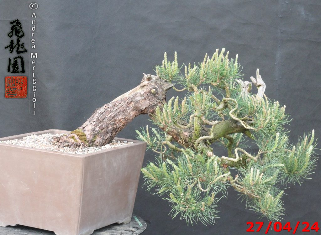 Pinus sylvestris