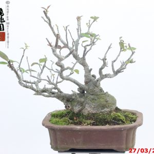 Ilex serrata shohin