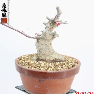 Acer palmatum deshojo shohin