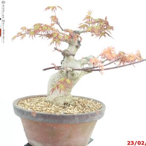 Acer palmatum shohin