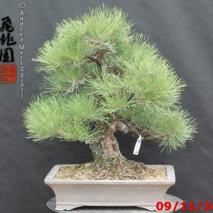 Pinus thunbergii