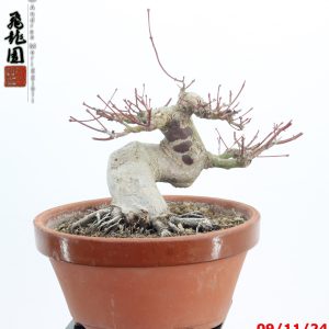 Acer palmatum shohin