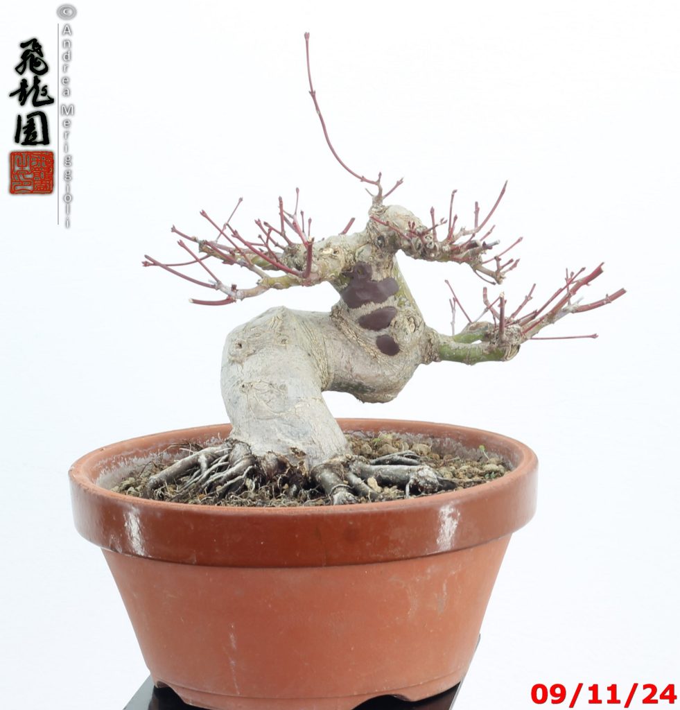 Acer palmatum shohin
