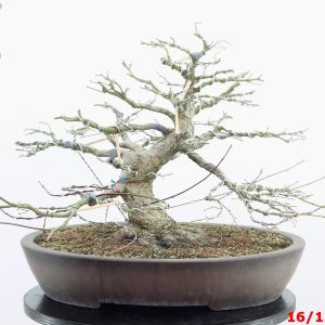 Acer palmatum