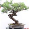 Pinus thunbergii - immagine 2
