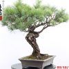 Pinus thunbergii - immagine 4