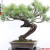 Pinus thunbergii - immagine 7
