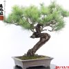 Pinus thunbergii - immagine 9