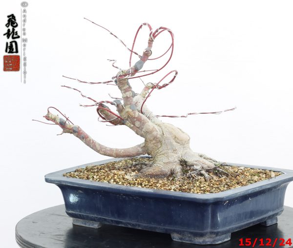 Acer palmatum - immagine 2