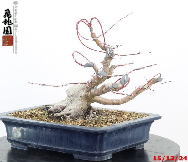 Acer palmatum - immagine 7