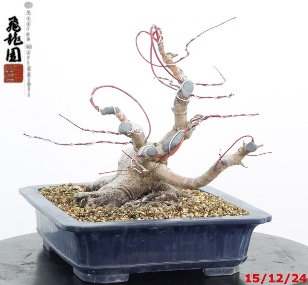 Acer palmatum - immagine 8