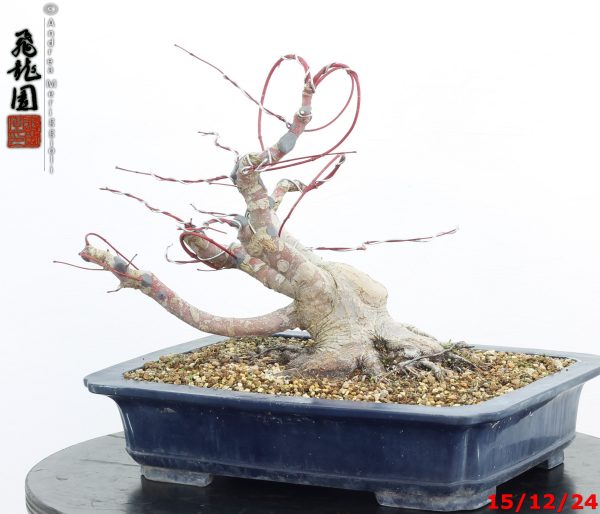 Acer palmatum - immagine 12