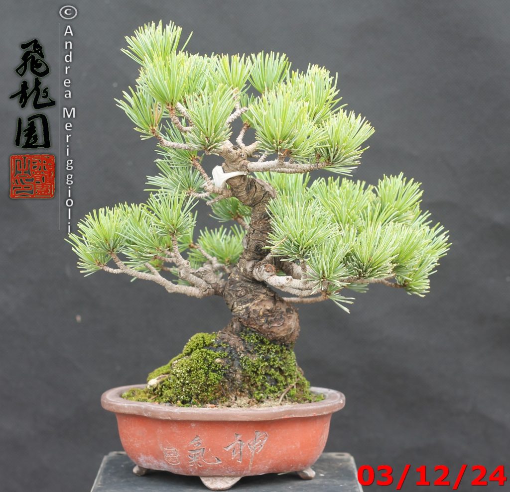 Pinus pentaphylla shohin