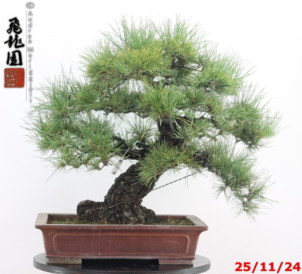 Pinus thunbergii