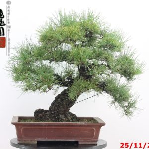 Pinus thunbergii