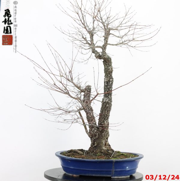 Acer palmatum arakawa