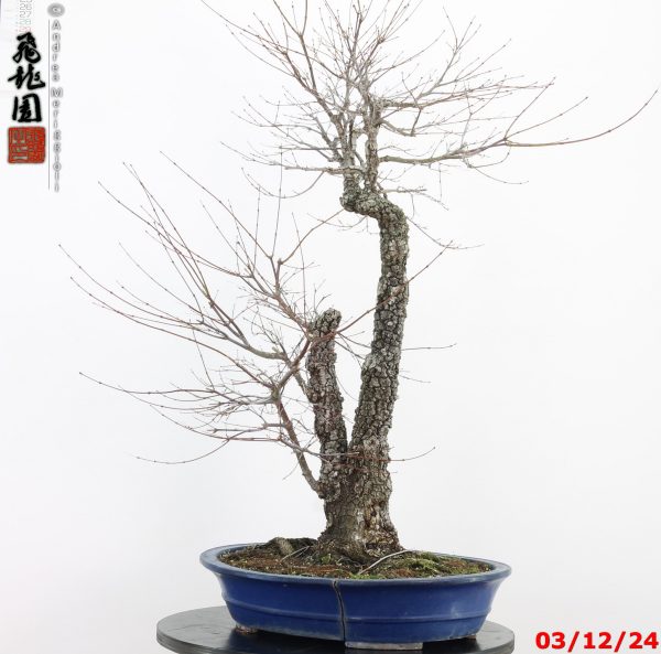 Acer palmatum arakawa - immagine 2