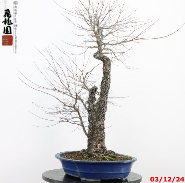 Acer palmatum arakawa - immagine 3