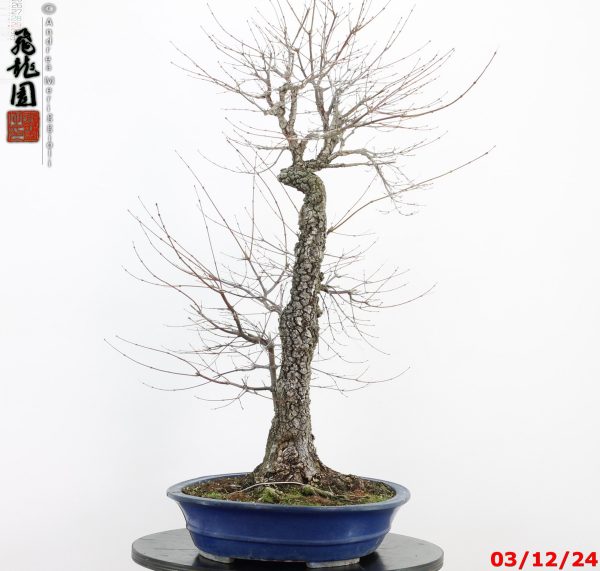 Acer palmatum arakawa - immagine 4