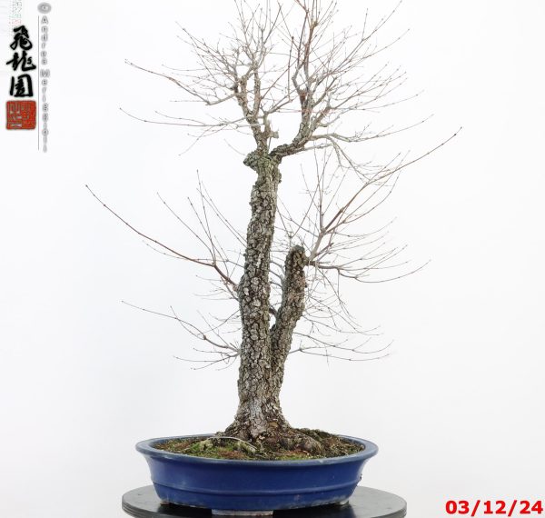 Acer palmatum arakawa - immagine 5