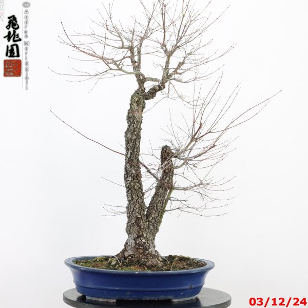 Acer palmatum arakawa - immagine 6