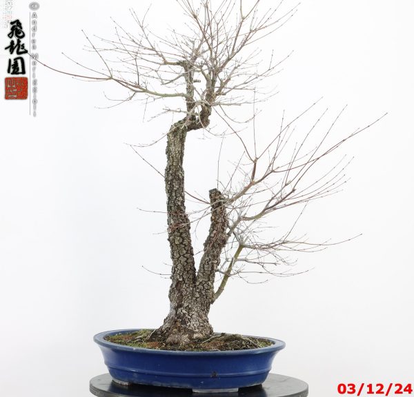 Acer palmatum arakawa - immagine 7