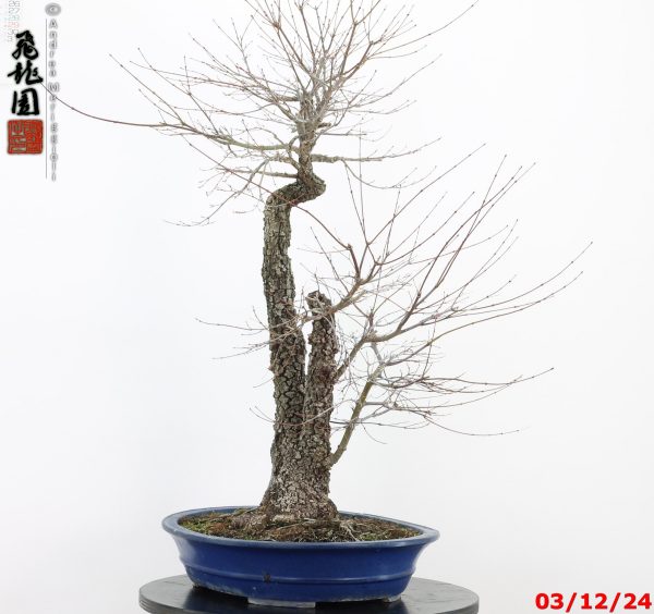 Acer palmatum arakawa - immagine 8