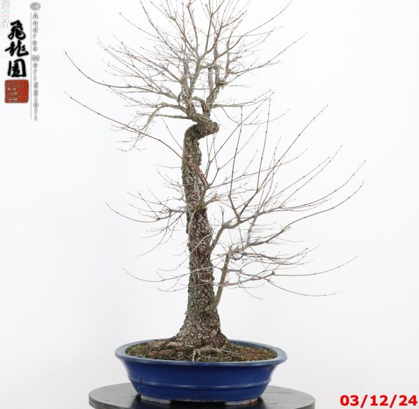 Acer palmatum arakawa - immagine 9