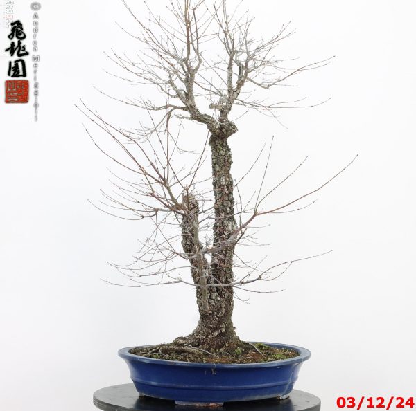 Acer palmatum arakawa - immagine 10