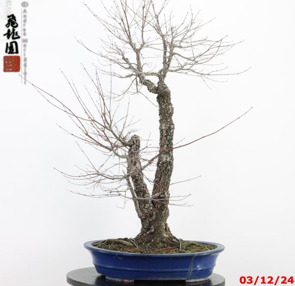 Acer palmatum arakawa - immagine 11