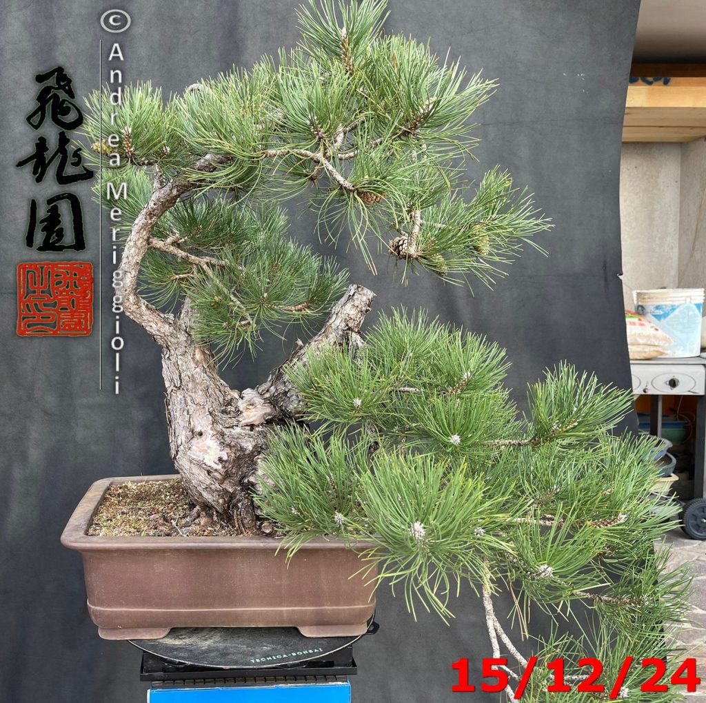 Pinus nigra