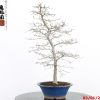Carpinus turczaninowii - Image 3