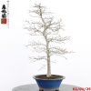 Carpinus turczaninowii - Image 4