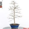 Carpinus turczaninowii - Image 5