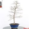 Carpinus turczaninowii - Image 6