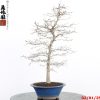 Carpinus turczaninowii - Image 8